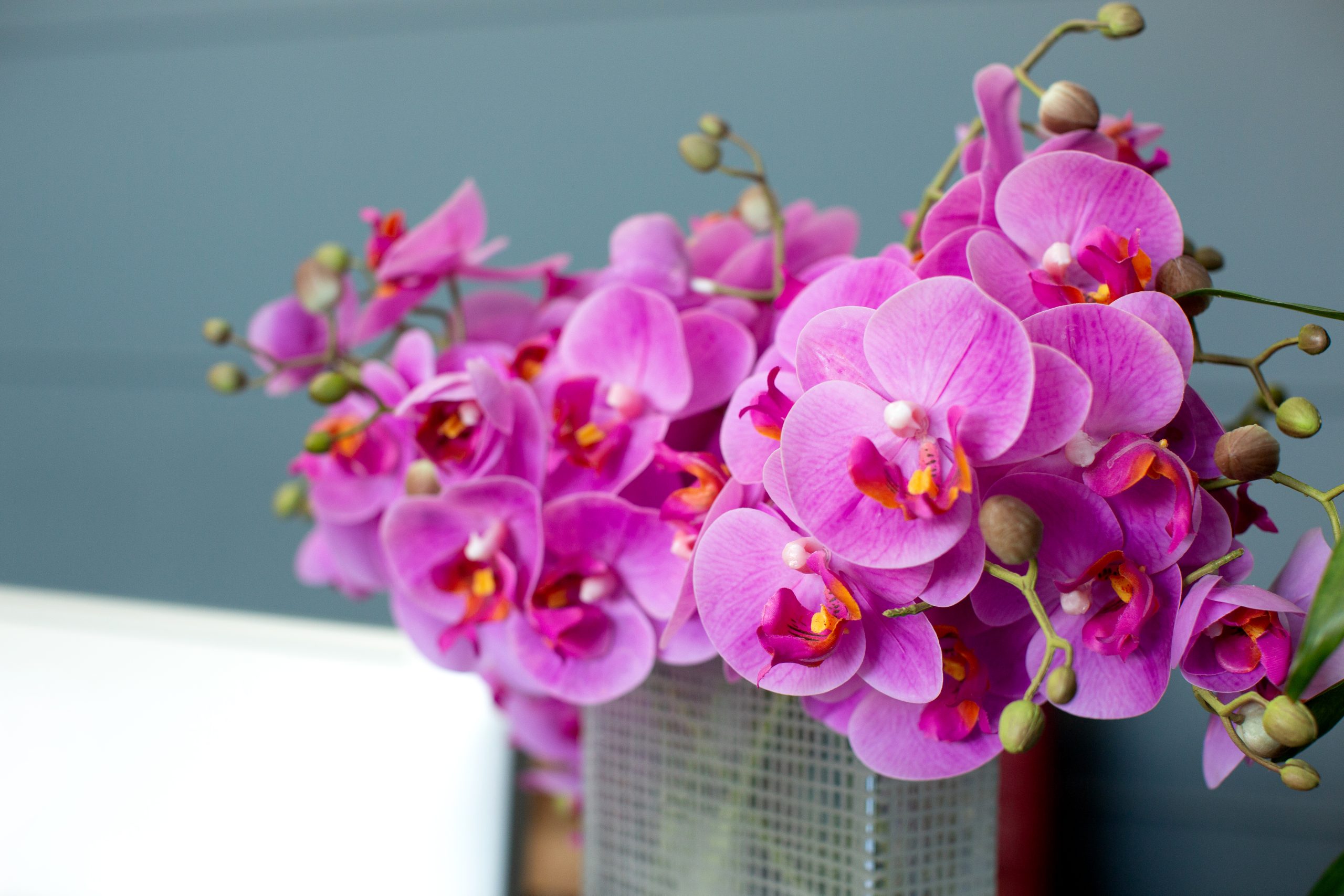 Orchidée Phalaenopsis 1 branche blanc Cascade